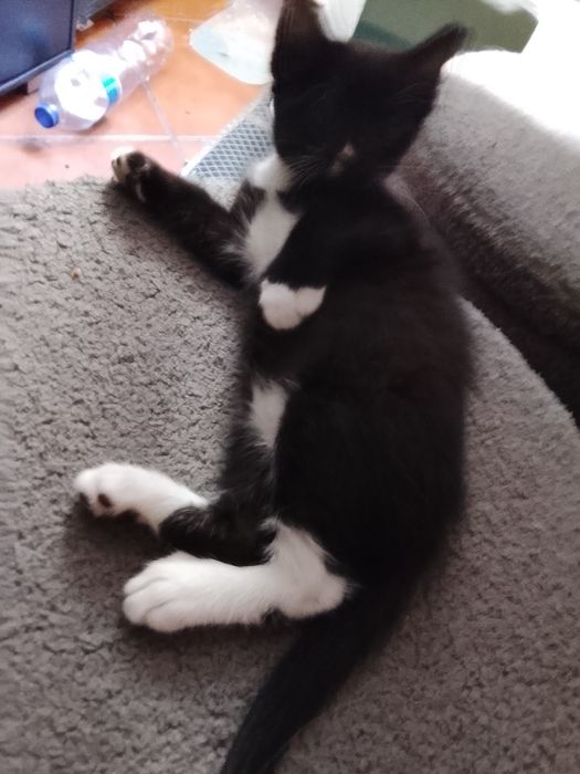 Gatinho e gatinha