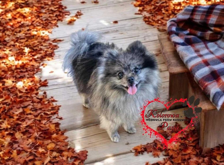 Reproduktor szpic merle  usługa krycia