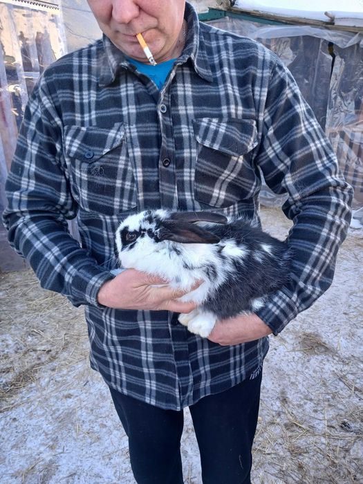 Кролі на плем'я метиси