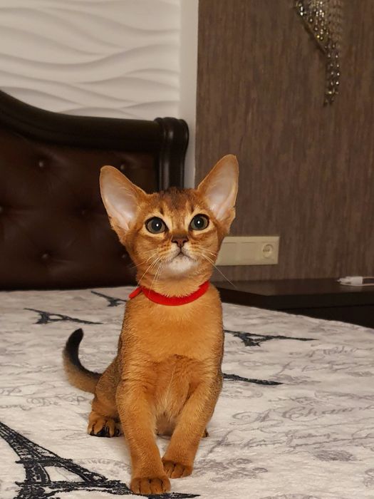 Яркая абиссинская девочка)