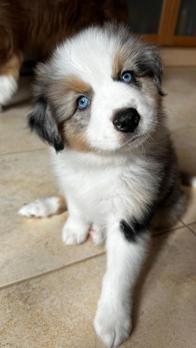 Pastor Australiano Blue Merle