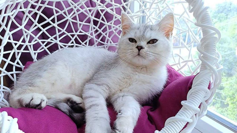 Елітні шотландські кошенята - Срібна шиншила супер дівчатка