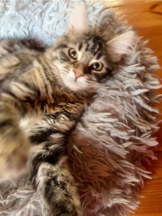 Mała KAPŁANKA piękna kotka maine coon SHK WCF