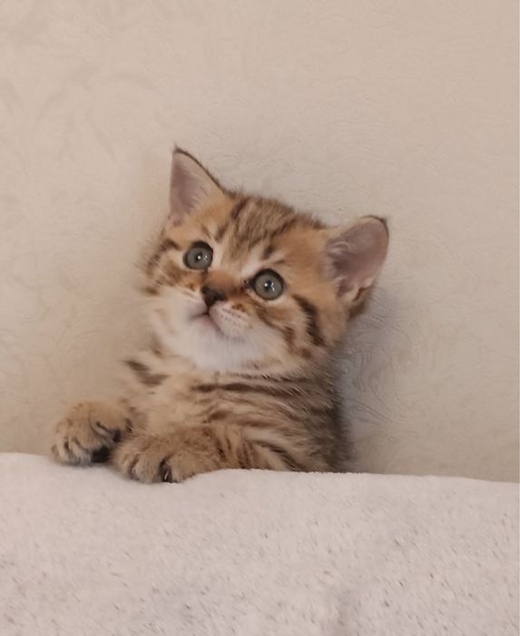 Продається котик хлопчик