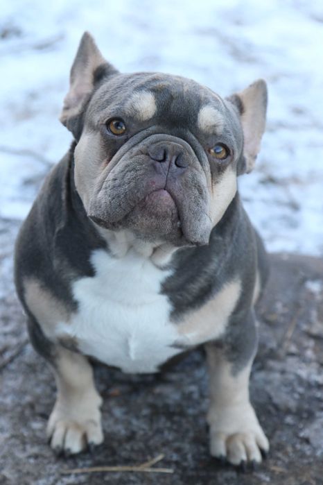 Лілак тан запрошує наречаних