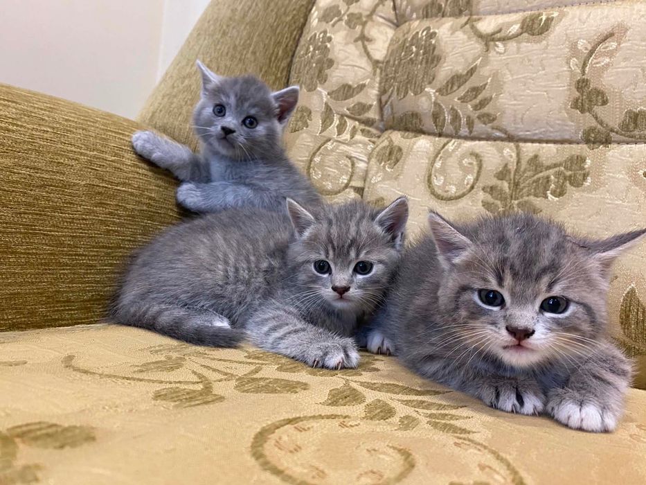 Кошенята шотланської прямовухої