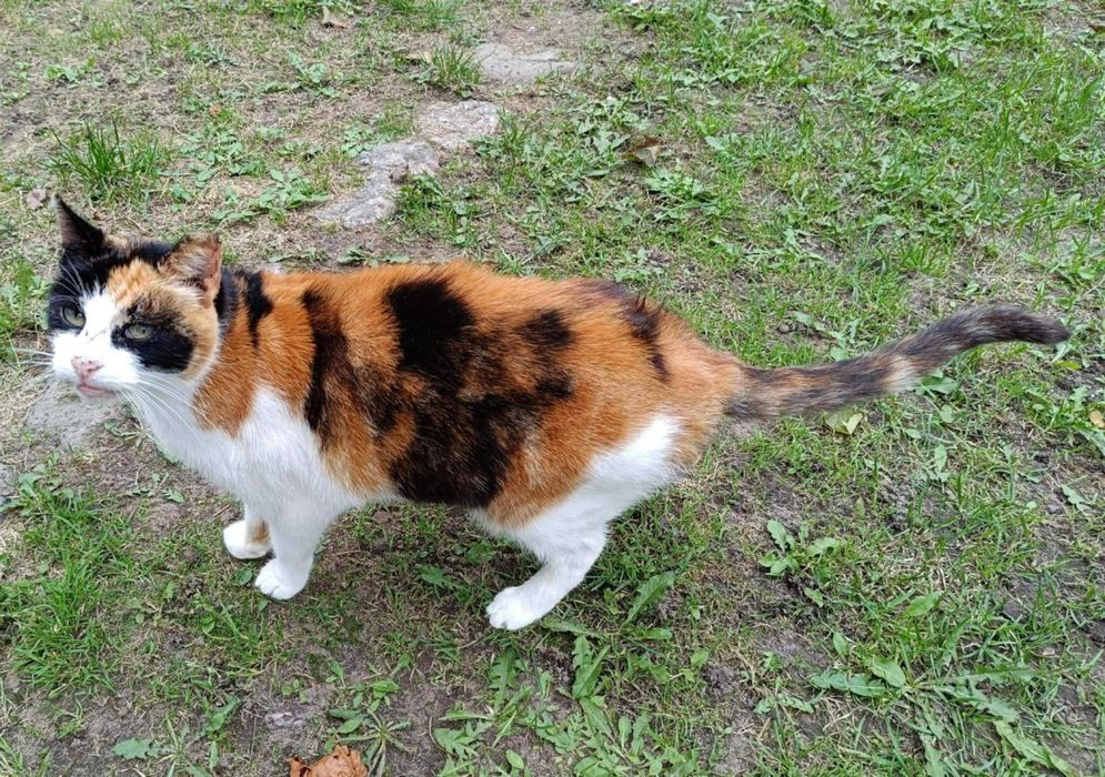 Turbo-słodziak kotka BOŻENKA szuka domu :)