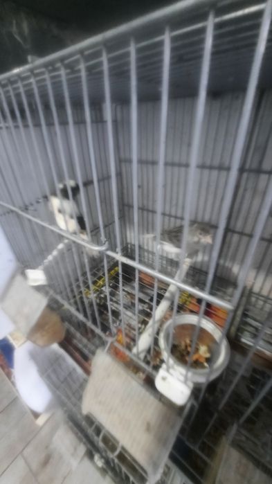 Vendo  canarios 13,5o euros cada