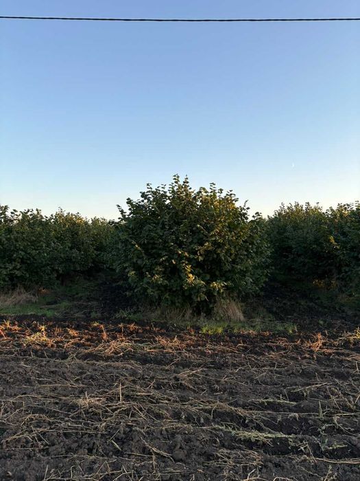 Продається сад фундука (ліщини) 23 га в Черкаській обл.