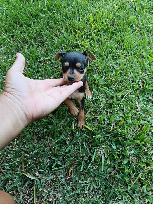 Pinscher macho lindo