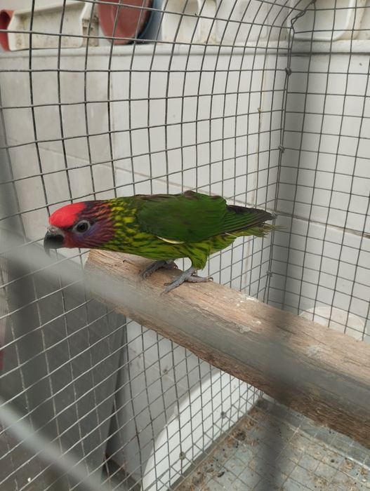 Lori goldie fêmea