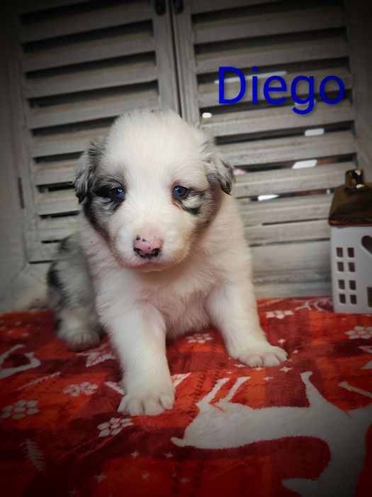 Border collie piesek Blue merle przebadani rodzice