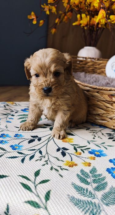 REZERWACJA**Cockapoo** uroczy piesek !