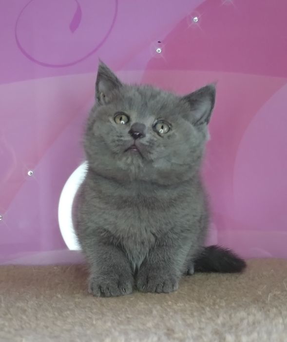 Чистокровний шотландський принц Марс з ВАКЦИНАЦІЄЮ шукає люблячу сім'ю