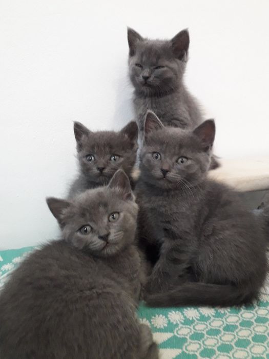Шотландські кошенята, Scottish fold, Scottish Straight