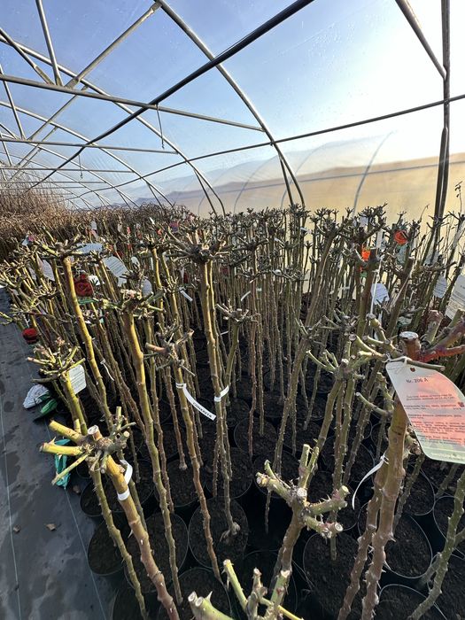 Róże Na Pniu Różne Kolory