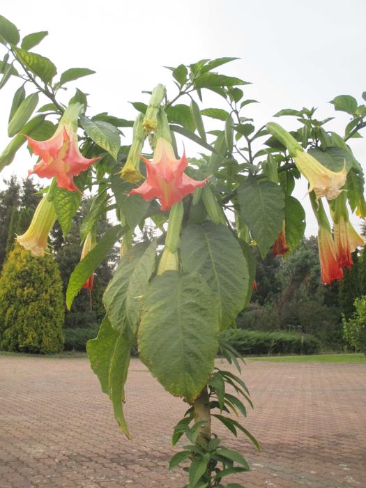 datury takie jak na zdjęciu duże