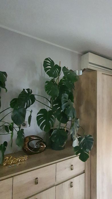 Monstera piękna duża