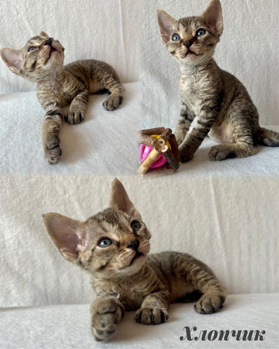 Кошенята Девон Рекс