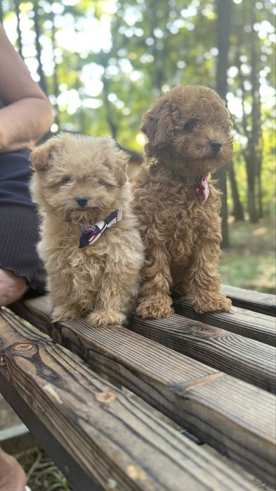 Хлопчики мальтіпушки