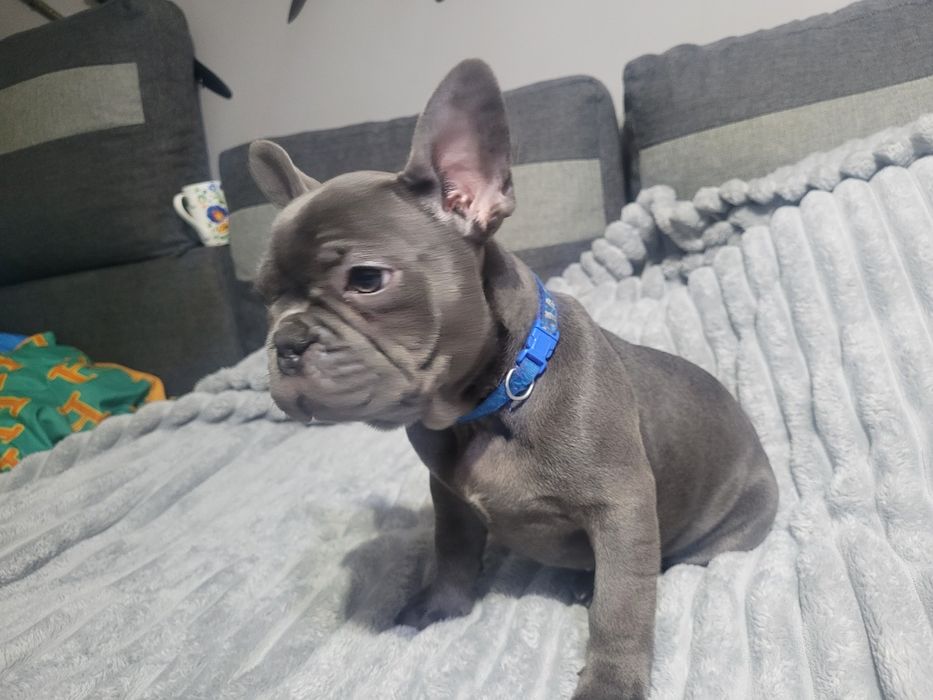 Buldog francuski Blue