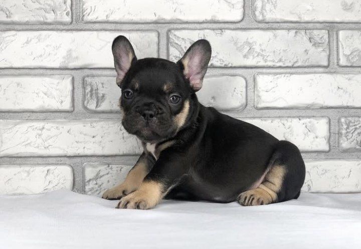 Малишка  чудова  французька .