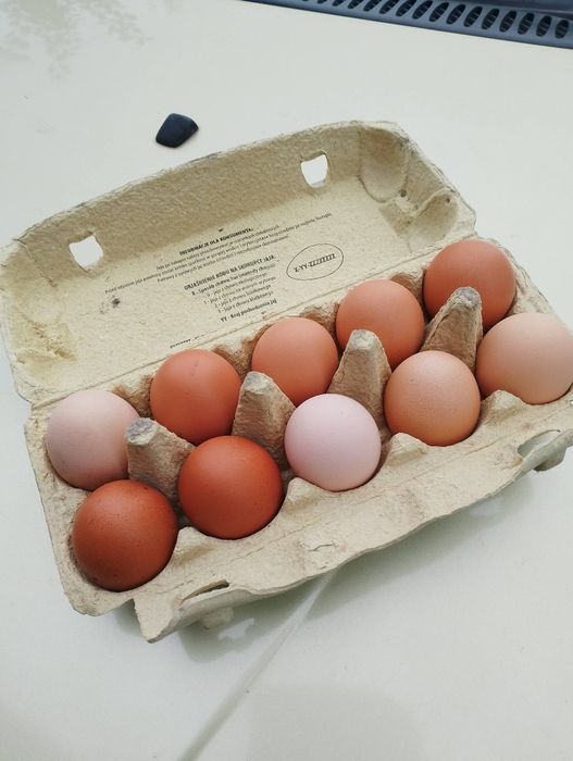 Sprzedam jajka wiejskie