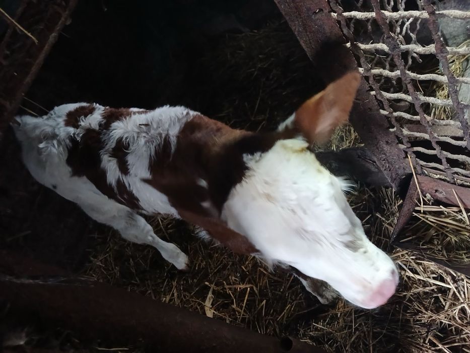 Продам  теличку