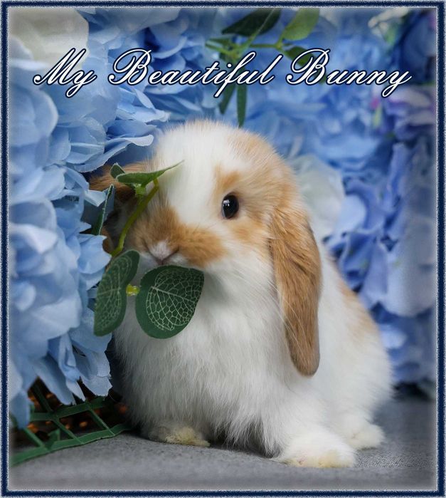 Piękny Młody Króliczek Mini Lop - Orange Butterfly