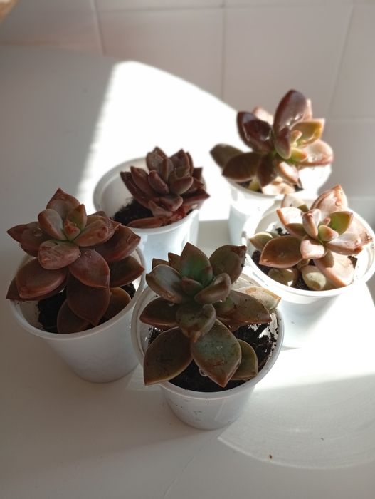 Plantas Suculentas