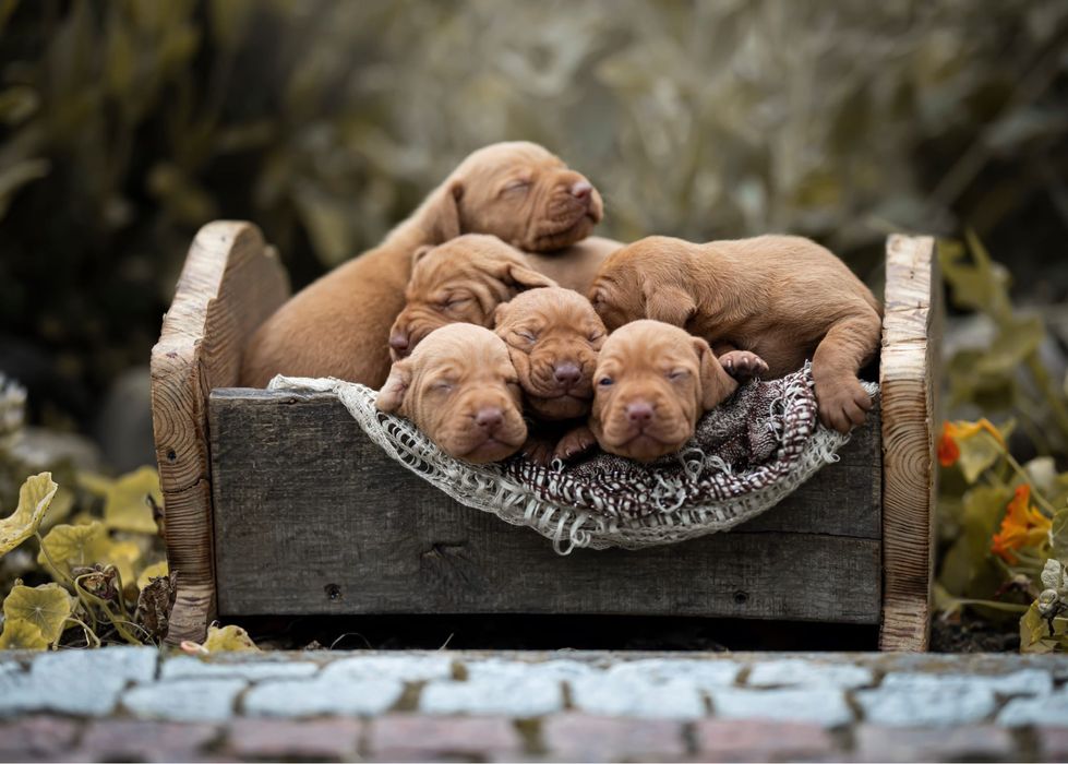 Wyżeł Węgierski krótkowłosy piesek