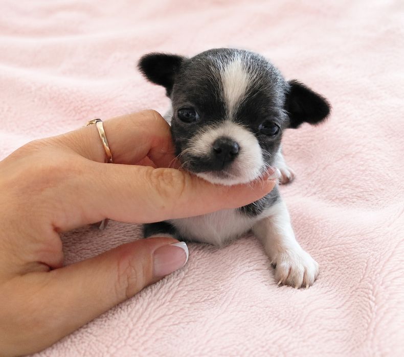 Rezerwacja Mini dziewczynka chihuahua ZKwP FCI