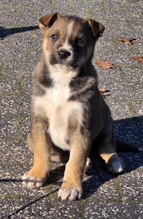 Suczka szuka dobrego domku