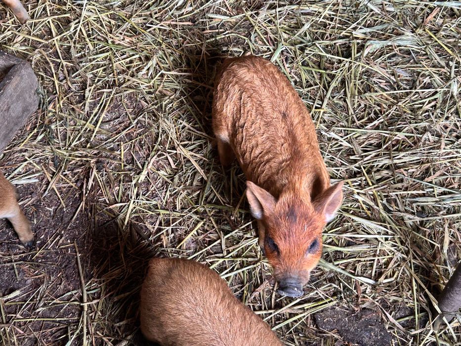 Продам свиней венгерська мангалиця