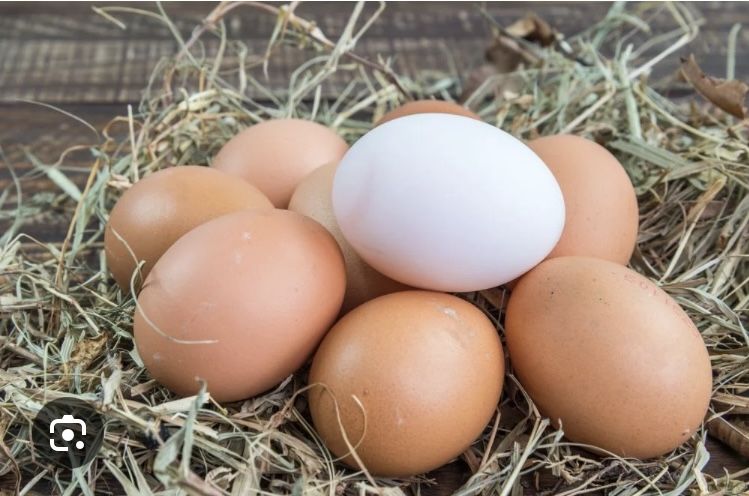 Ovos de brahamas e indio gigante
