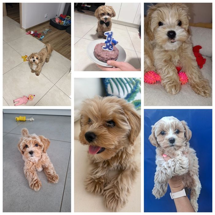 Maltipoo pudel miniaturowy/maltańczyk