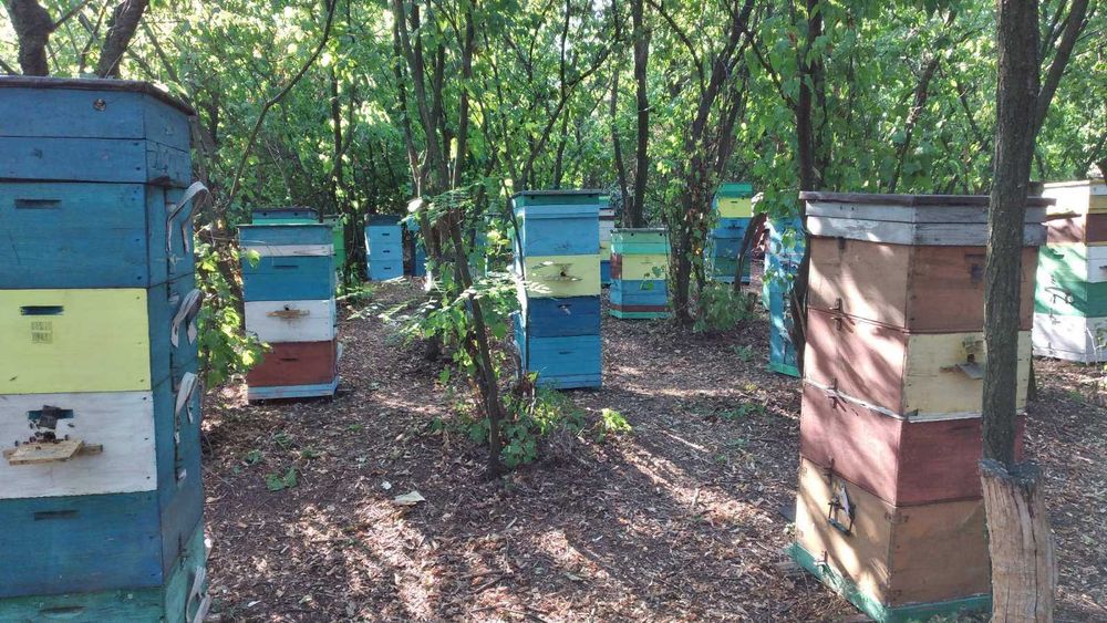 Продам пчёл. Пчелосемьи, пчелопакеты. Карпатская порода