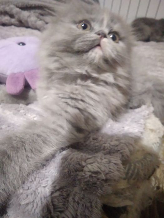 Шотландський абкрасуня