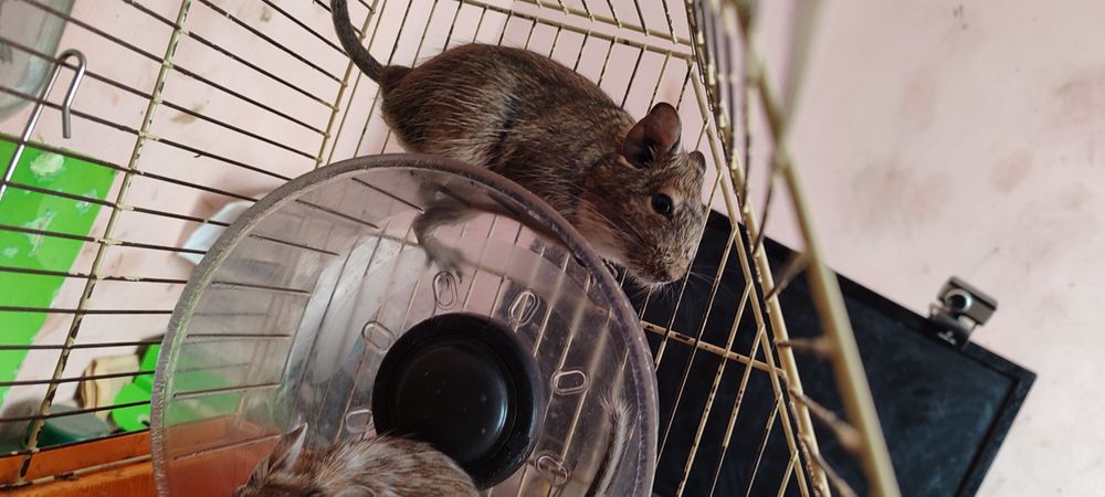 Декоративні гризуни піщані щурики