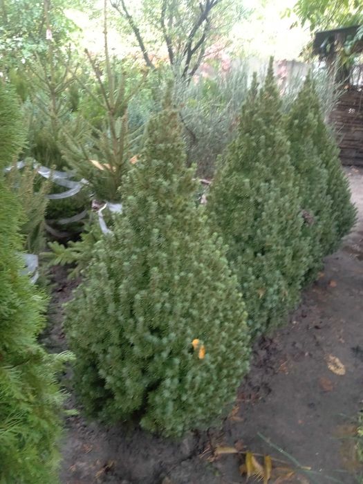 Велика Канадська ялинка 180 см. Коніка. Дешева ціна. Знижки