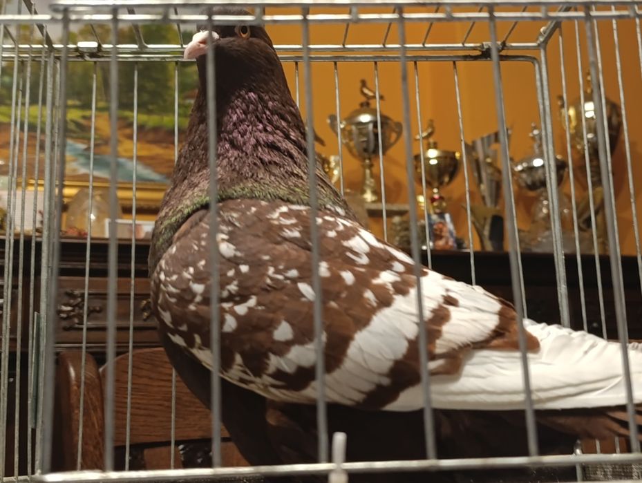 Ryś, rysie, wysyłam, gołębie ozdobne