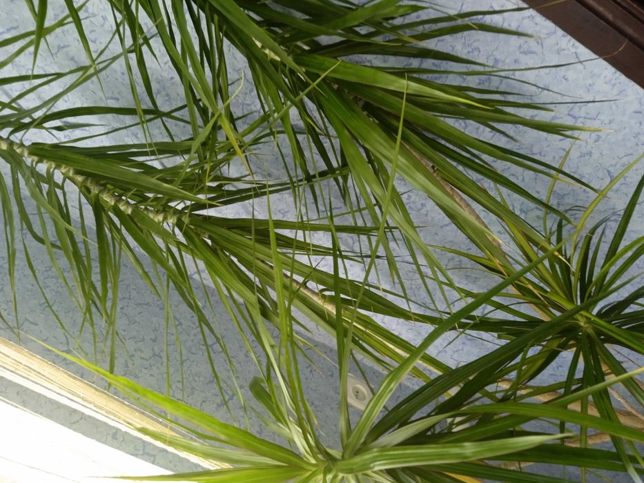 Драцена  висотою 2,5 м.