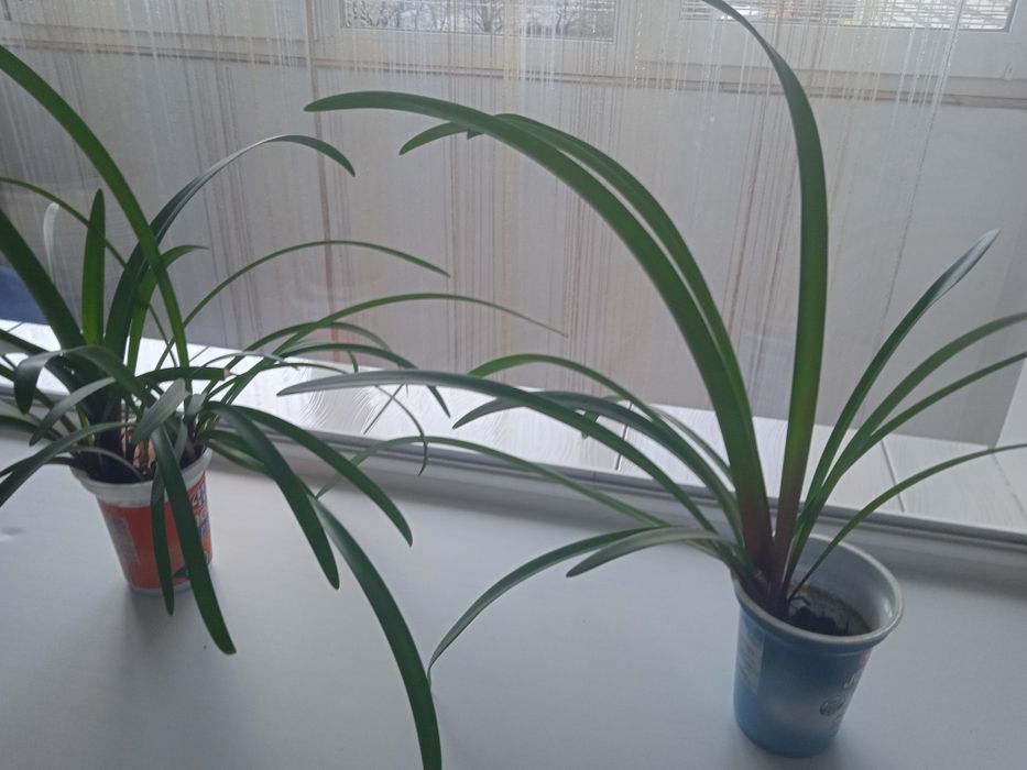 Амариліс Amarylis