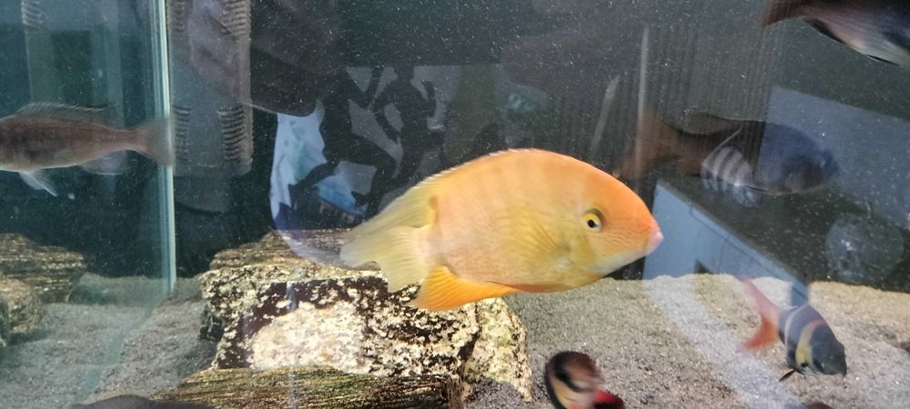 Pielęgnica Severum gold