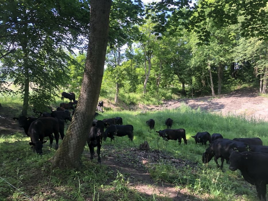 Jałówki i młode byczki rasy Angus na sprzedaż