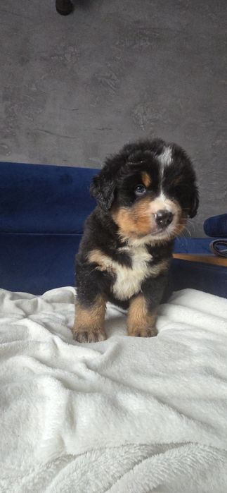 Berneński pies pasterski