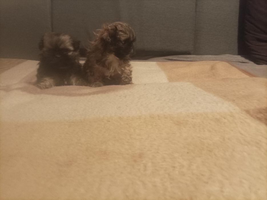 Pieski rasy Shih tzu