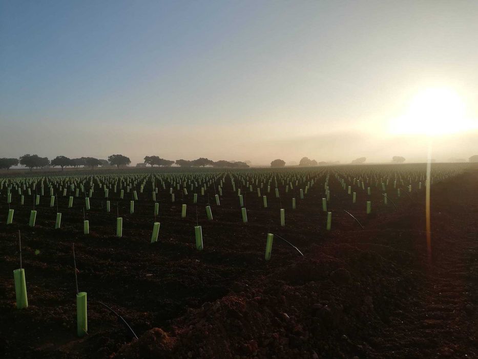 Osłonki ochronne na drzewka wysokość 70cm