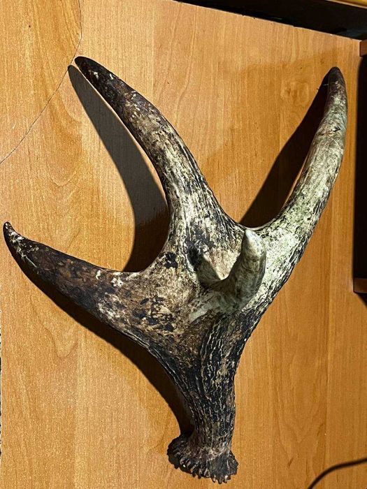 Ріг оленя необроблений з рідкісним бічним рогом