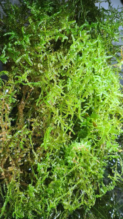 Mech do akwarium sprzedaz lub wymiana